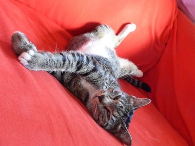 Elma,-f,-3-yrs,-local,-fat,poser,nosy,thinks-she’s-a-queen Elma,-f,-3-yrs,-local,-fat,poser,nosy,thinks-she’s-a-queen